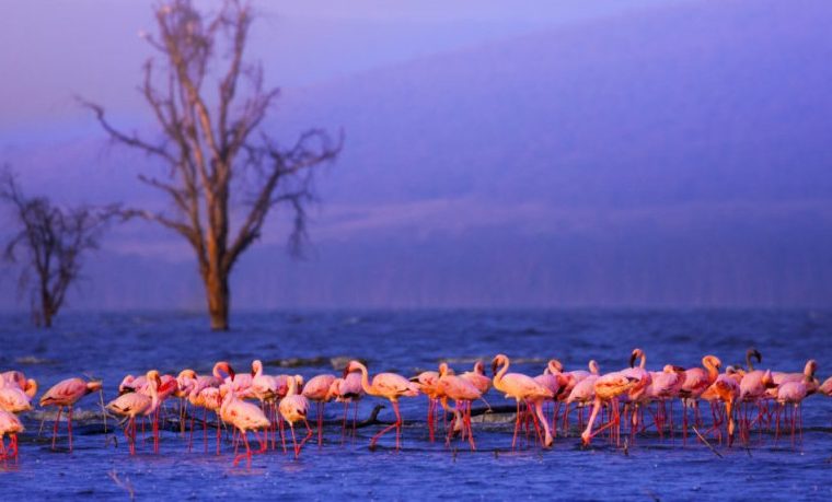 3 Days Lake Nakuru National Park Safari – Private safari journey