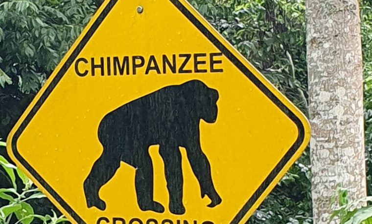 4 Days Nyungwe Chimpanzee And Congo Gorilla Trekking Safari