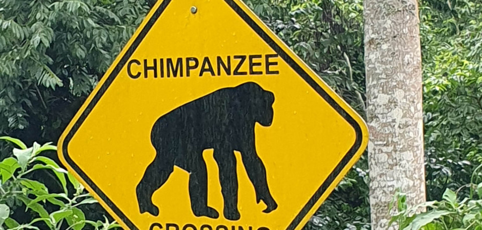 4 Days Nyungwe Chimpanzee And Congo Gorilla Trekking Safari