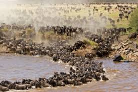 6 Days Majestic Tanzania Safari