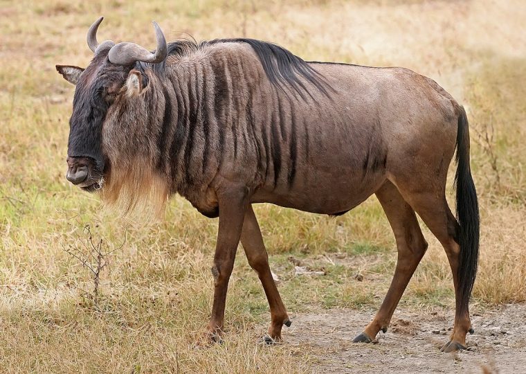 6 Days Wildebeest Migration and Wildlife Kenya Safari – Private safari journey