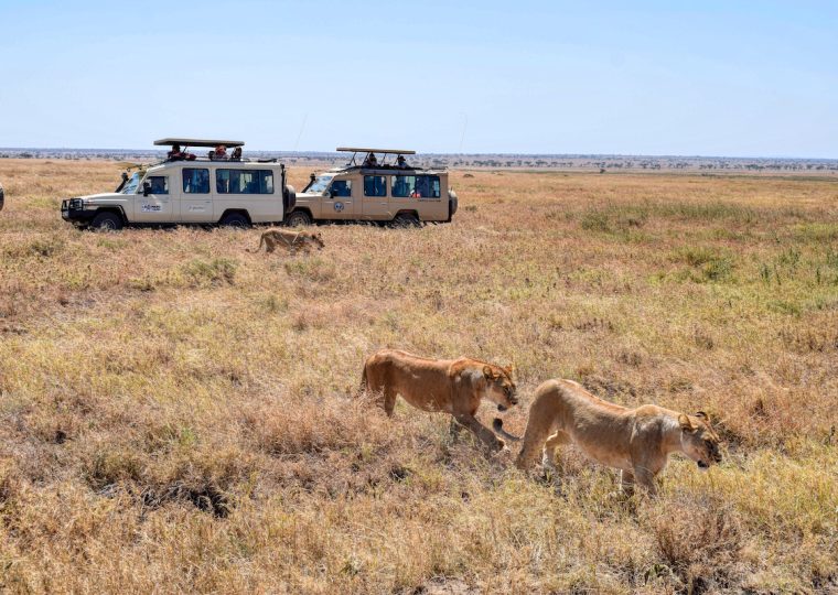 8 Days Serengeti and Rwanda gorilla trekking safari