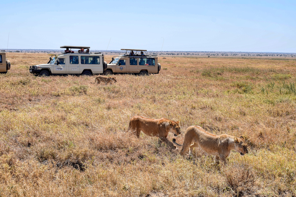 8 Days Serengeti and Rwanda gorilla trekking safari