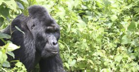 8 Days Uganda and Congo Gorilla Safari