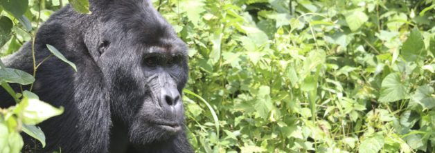 8 Days Uganda and Congo Gorilla Safari