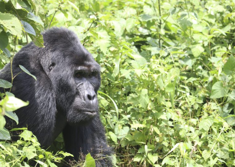 8 Days Uganda and Congo Gorilla Safari