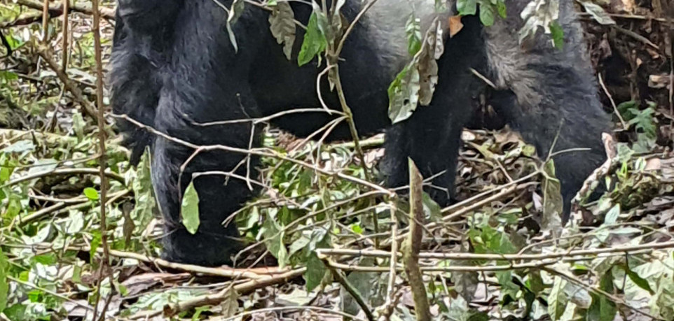 8 Days Uganda and Congo Gorilla Safari