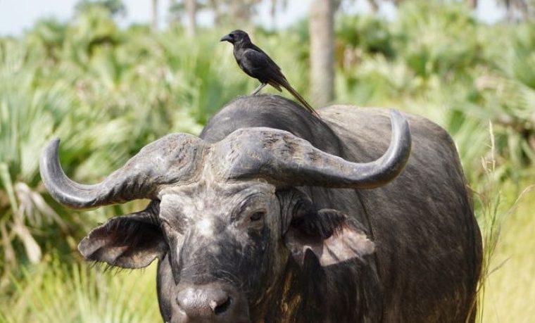 8 Days Luxury Kenya Safari – Private safari journey