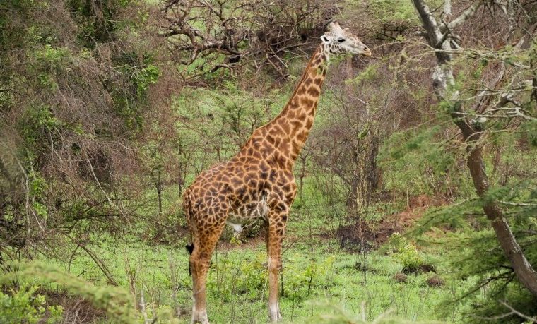 Akagera National Park