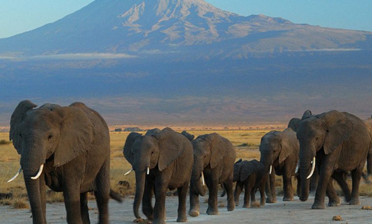 24 Days Rwanda Uganda Kenya and Tanzania Safari