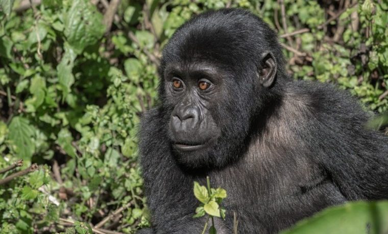 4 Days Double Gorilla Trekking in Bwindi National Park