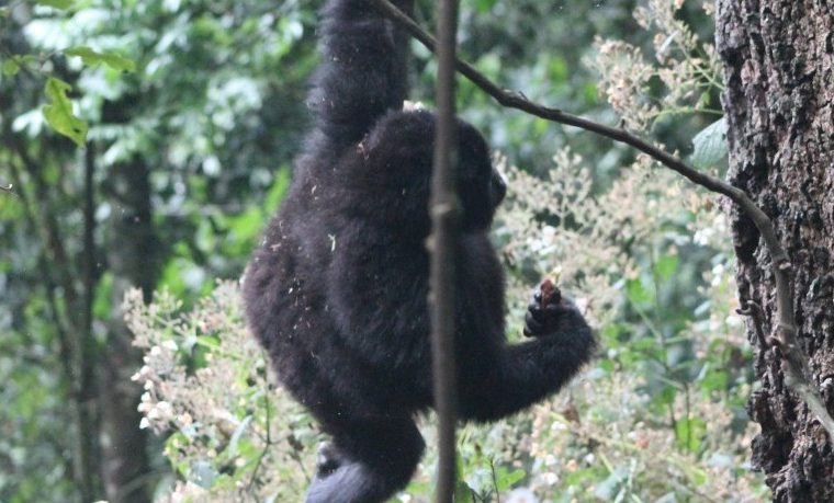 3 Days Eastern Lowland Gorilla Trekking Safari