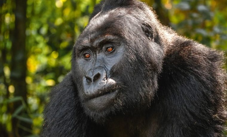 Are mountain gorillas endangered? – Gorilla Uganda journal