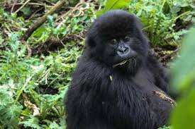 Booking Gorilla Permits