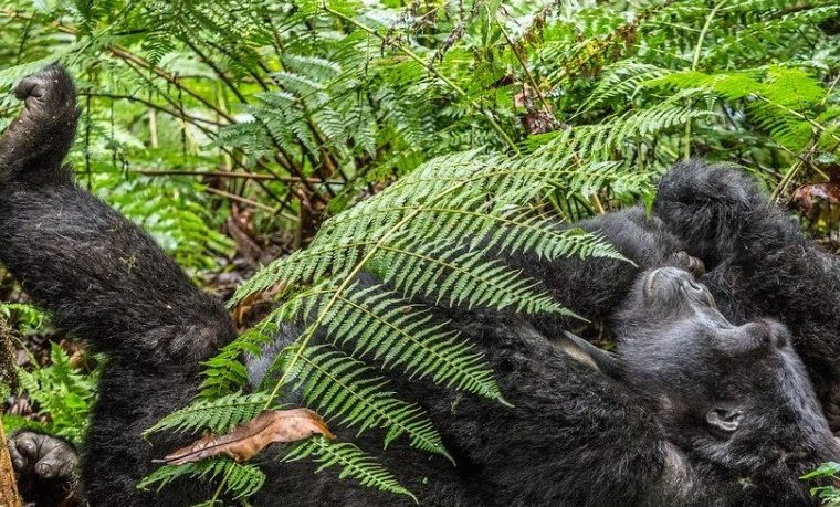 Buhoma Sector in Bwindi Impenetrable National Park – Gorilla Uganda journal
