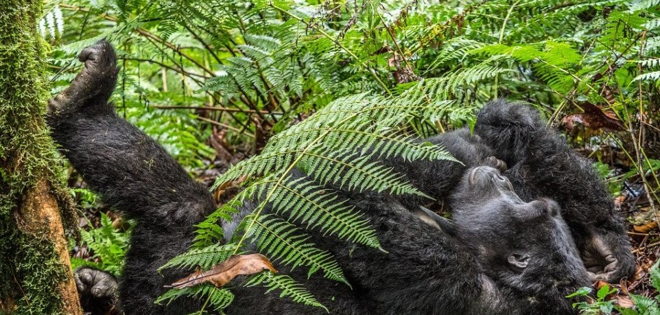 Buhoma Sector in Bwindi Impenetrable National Park