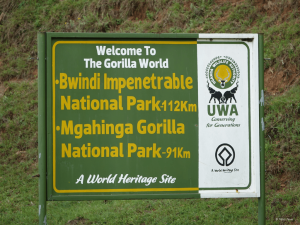 Bwindi National Park Entry Fees
