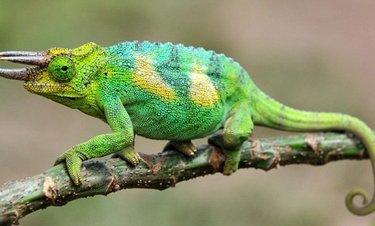 Chameleon tracking in Bwindi Impenetrable National Park – Gorilla Uganda journal