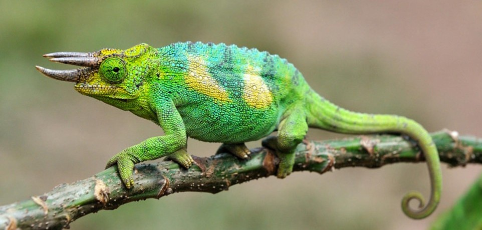 Chameleon tracking in Bwindi Impenetrable National Park