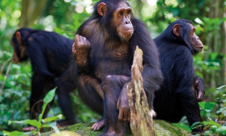 Chimpanzee Habituation Experience in Kibale National Park – Gorilla Uganda journal