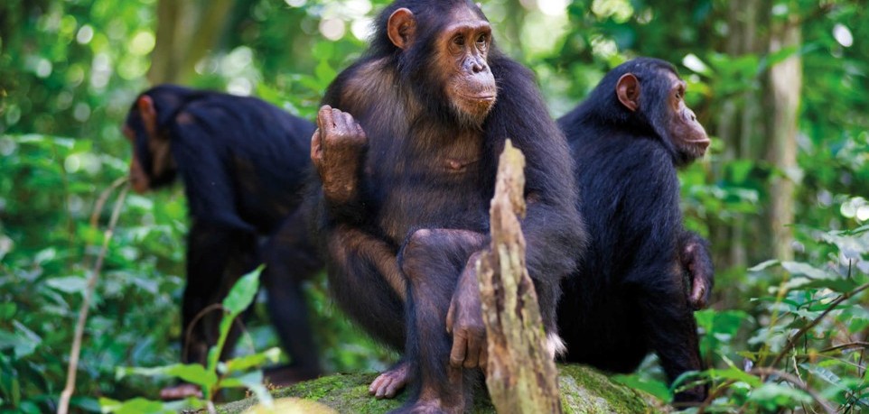 Chimpanzee Habituation Experience in Kibale National Park