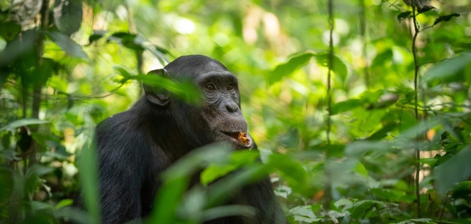 Chimpanzee tracking in Kibale National Park