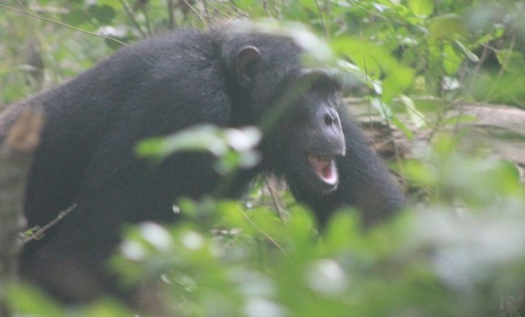 3 Days Chimpanzee Trekking Safari in Kibale Forest