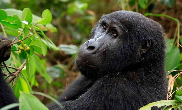 Comparing Gorilla Trekking in Bwindi and Mgahinga National Parks – Gorilla Uganda journal