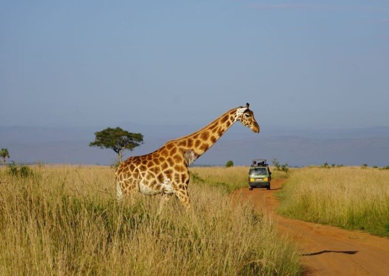Things you can do in the Morning on a Uganda Safari – Gorilla Uganda journal
