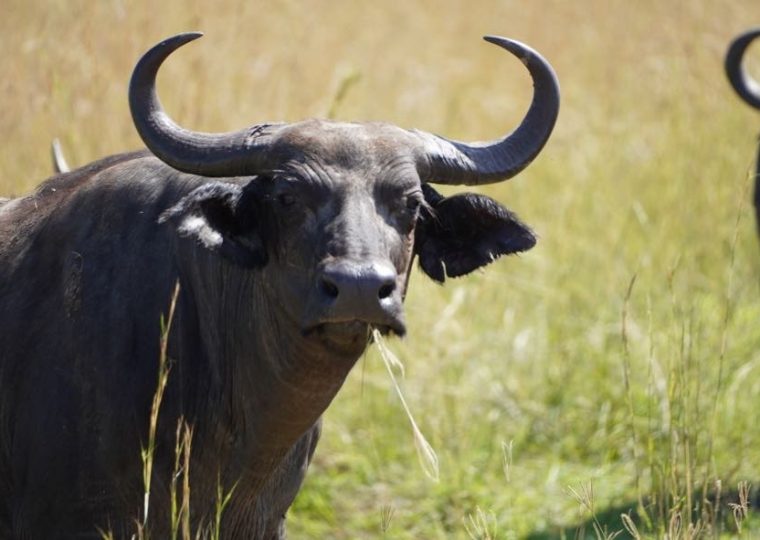 Which National Park is the Cheapest in Uganda? – Gorilla Uganda journal