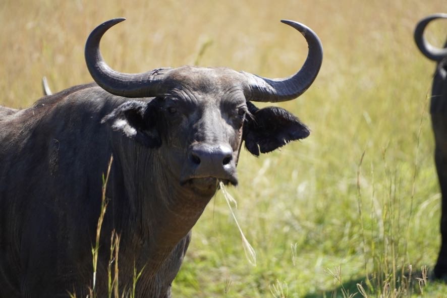 Which National Park is the Cheapest in Uganda? – Gorilla Uganda journal