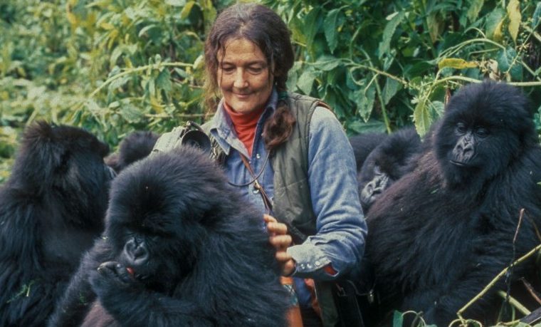 Dian Fossey – Gorilla Uganda journal
