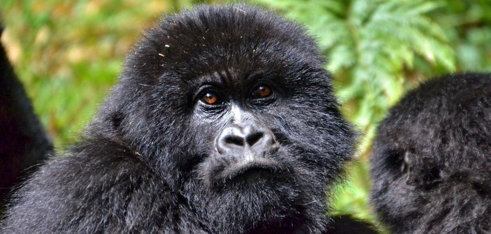 Do Gorillas Drink Water? – Gorilla Uganda journal