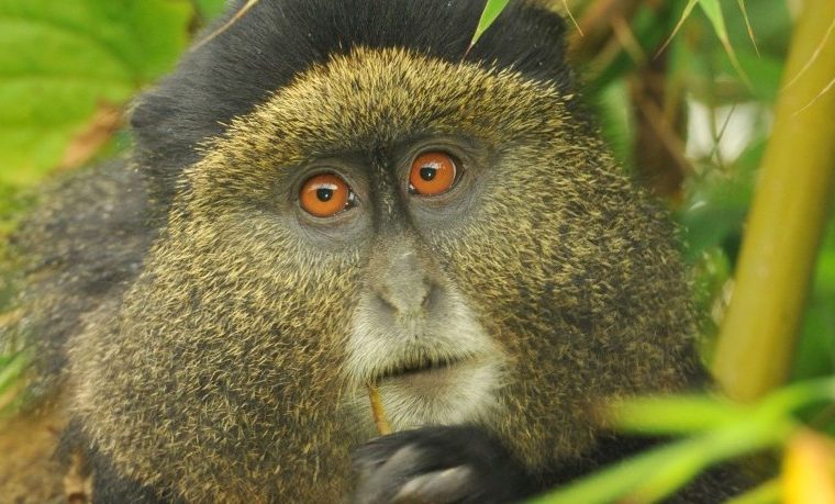 3 Days Gorillas and Golden Monkey Trekking in Rwanda