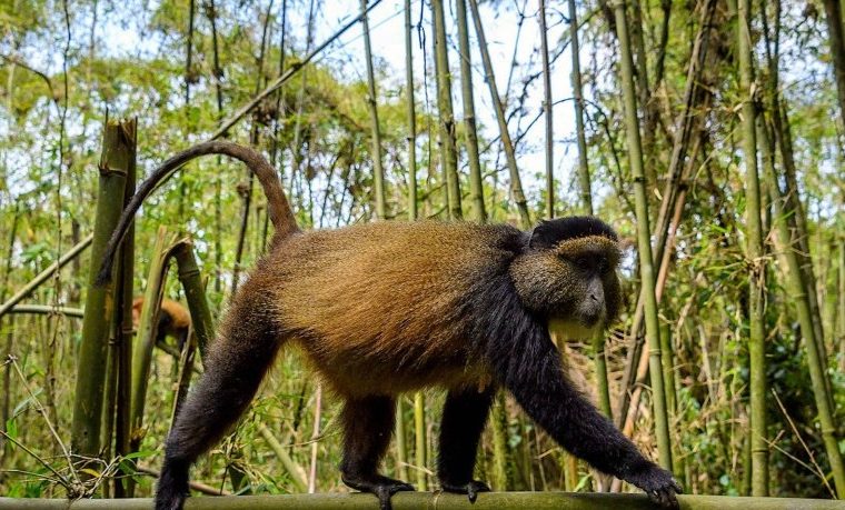 Golden monkey trekking in Rwanda – Gorilla Uganda journal