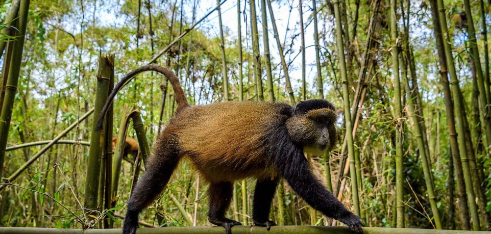Golden monkey trekking in Rwanda