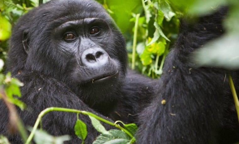 Gorilla Families in Bwindi Impenetrable National Park – Gorilla Uganda journal