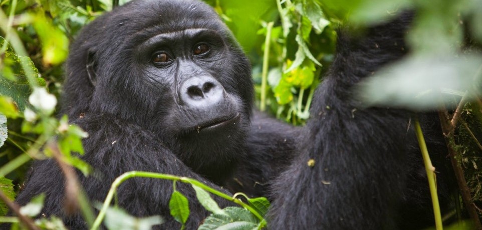 Gorilla Families in Bwindi Impenetrable National Park