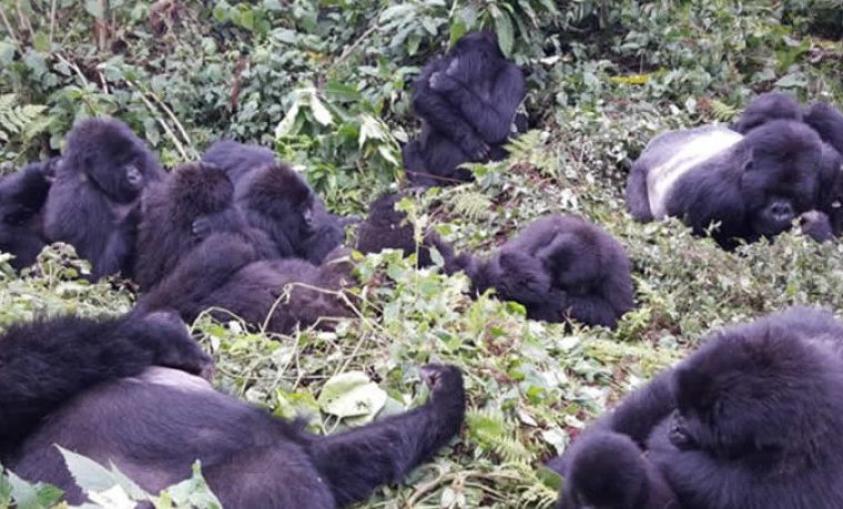 Gorilla Families in Volcanoes National Park – Gorilla Uganda journal