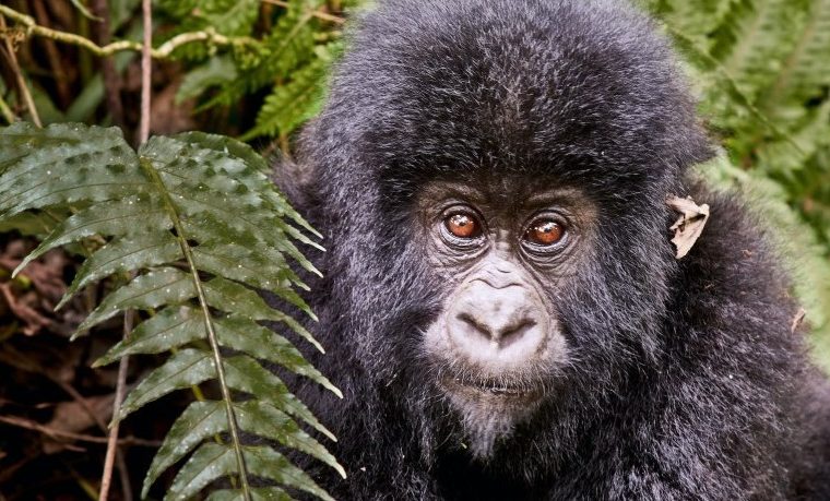 Gorilla Trekking for The Disabled – Gorilla Uganda journal