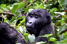 Gorilla Trekking in March