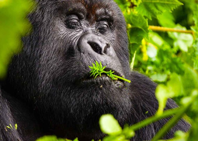 Gorilla Trekking in Mgahinga Gorilla National Park from Kigali – Gorilla Uganda journal