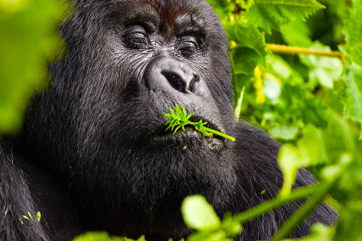 Gorilla Trekking in Mgahinga Gorilla National Park from Kigali – Gorilla Uganda journal
