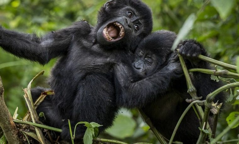 Gorilla Trekking in Rwanda Vs Gorilla Trekking in Uganda – Gorilla Uganda journal
