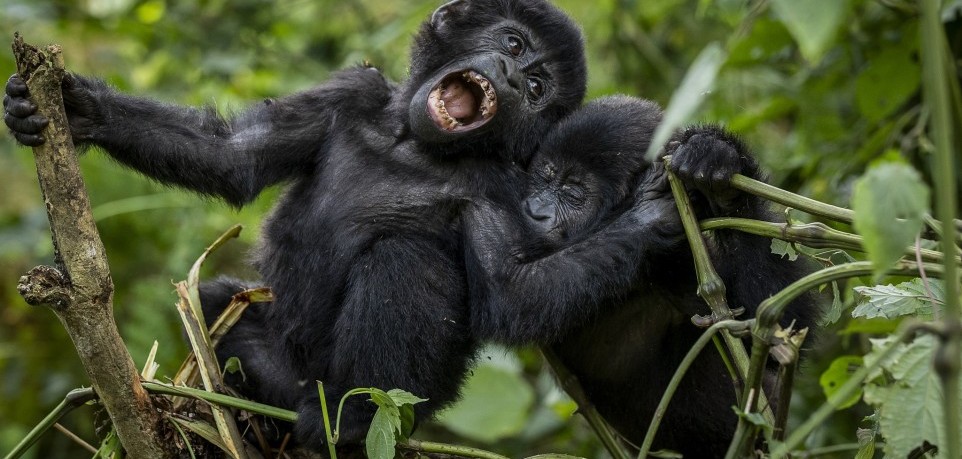 Gorilla Trekking in Rwanda Vs Gorilla Trekking in Uganda