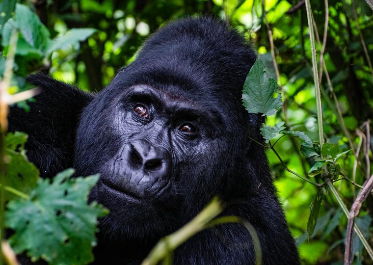 Gorilla Trekking in Uganda from Germany – Gorilla Uganda journal