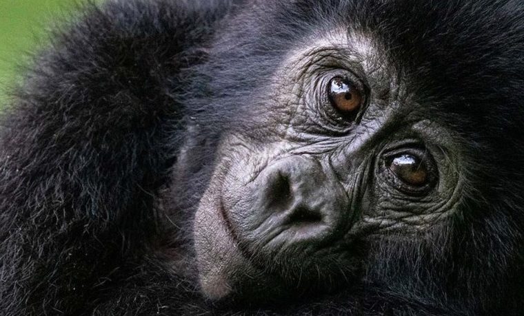 Gorilla trekking in Mgahinga National Park – Gorilla Uganda journal