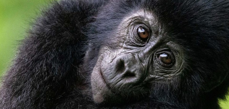 Gorilla trekking in Mgahinga National Park