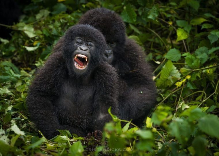 Gorilla trekking in Uganda Vs Rwanda – Gorilla Uganda journal