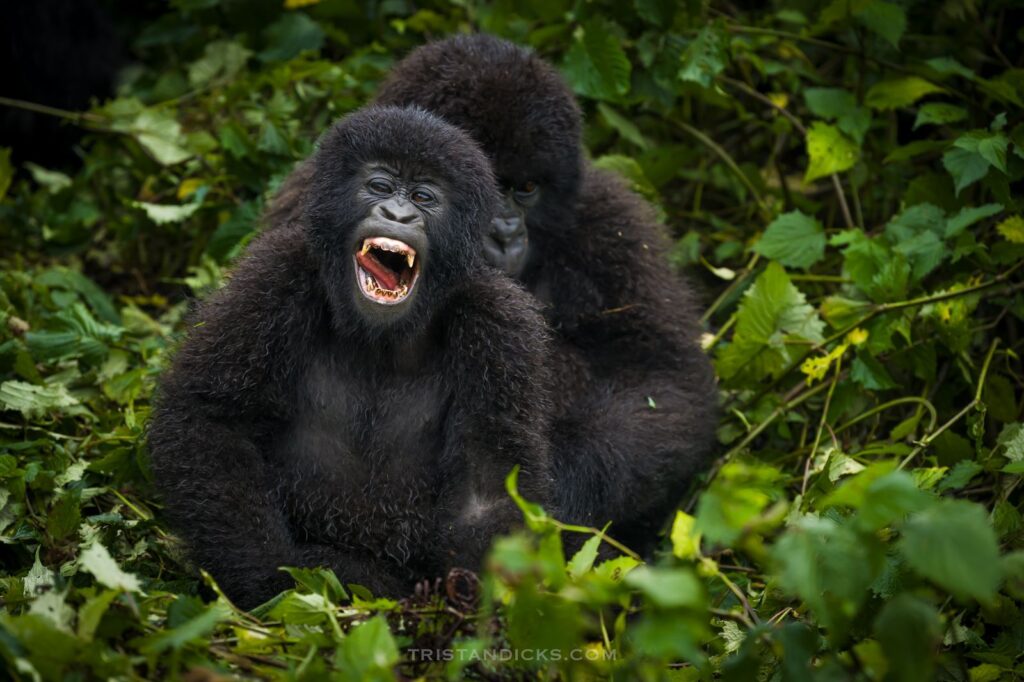 Gorilla trekking in Uganda Vs Rwanda
